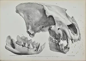 Artefacts Prints: Skull of a hyaena from Kent's Cavern