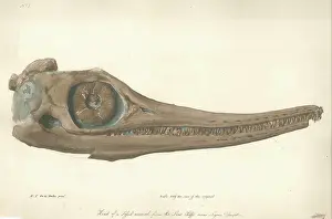 Beche Prints: Skull of an Ichthyosaur