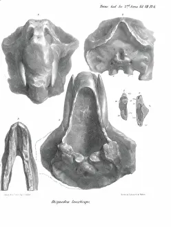 1788 1860 Prints: Skull and jaw of Dicynodon lacerticeps