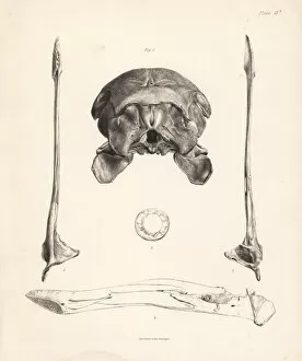 Skull, jaw and sclerotic bones of dodo