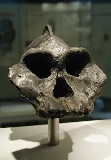 Images Dated 31st March 2008: Skull of Paranthropus aethiopicus