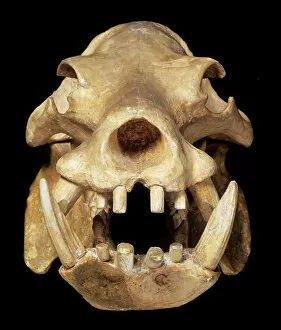 Mammal Gallery: Skull of a pigmy hippo