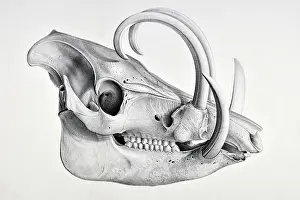 Skull of the recent pig, Babyrussa