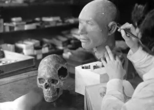 Frau Gallery: Skull Reconstruction