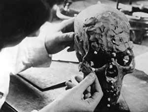 Images Dated 12th May 2011: Skull Reconstruction