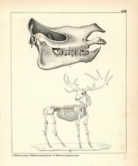 Schmidt Collection: Skull of the Rhinoceros schleirmacheri