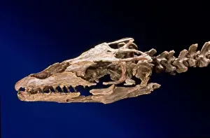 Skull