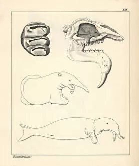 Schmidt Collection: Skull, tooth and fanciful illustration of a