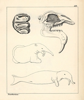 Skull, tooth and fanciful illustration of a