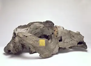 Skull of Toxodon platensis
