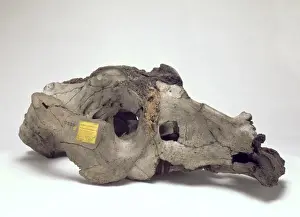 Quaternary Epoch Prints: Skull of Toxodon platensis