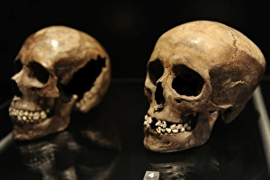 Neolithic Gallery: Skull of a young girl. 16 years old. 3500-3400 BC