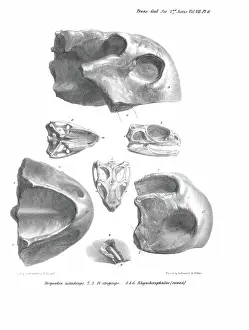 Skulls of Dicynodon