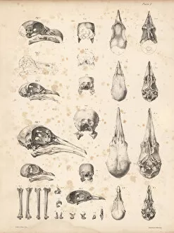 Dodo Gallery: Skulls of pigeons and dodo