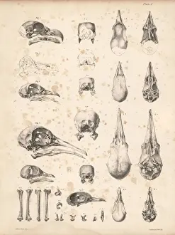 Skulls of pigeons and dodo