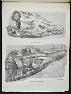 Fellow Prints: Skulls, Plesiosaurus hawkinsii, Plesiosaurus macrocephalus