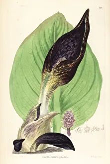 Bailey Gallery: Skunk cabbage, Symplocarpus foetidus