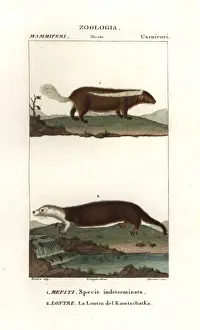 Skunk species, Mephitis mephitis?, and sea
