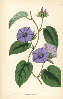 Skyblue clustervine, Jacquemontia pentanthos