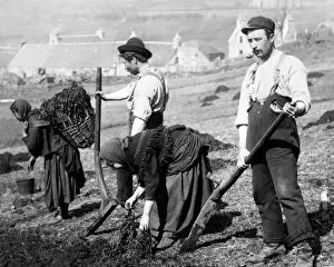 Skye crofters planting potatoes, Scotland