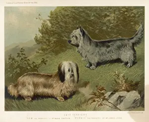 Skye Prints: Skye Terriers (Shaw)
