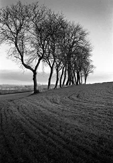 Cold Gallery: Slad, Gloucstershire - field