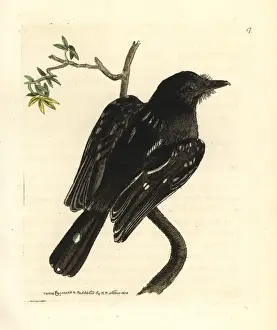 Shrike Prints: Slaty antshrike, Thamnophilus punctatus