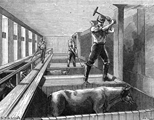 Abattoir Gallery: Slaughtering Beef 1895