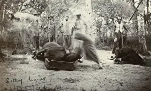 Calves Prints: Slaughtering cattle