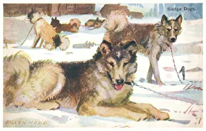 Geographia Prints: Sledge Dogs
