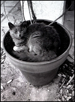 Images Dated 30th August 2016: Sleeping cat, Spain