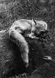 Exhausted Collection: Sleeping Fox