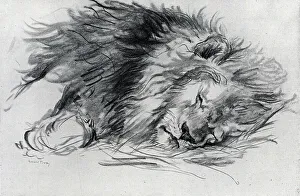 Sleeping Lion