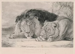 Cats Collection: Sleeping Lions / F. Lewis
