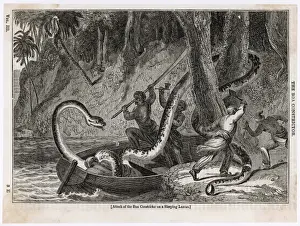 Survival Prints: Sleeping native attacked by Boa Constrictor