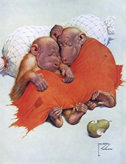 Images Dated 7th October 2015: A Sleepy Pear by Lawson Wood