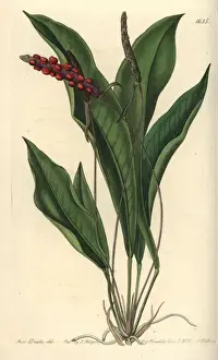 Sydenhamedwards Prints: Slender anthurium, Anthurium gracile