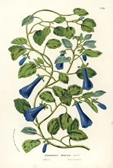 Slender bonnet bellflower, Codonopsis gracilis