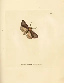 Noctua Prints: Slender burnished brass, Thysanoplusia orichalcea