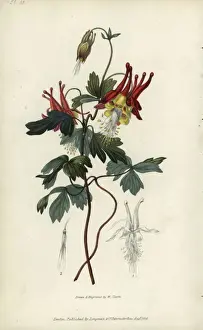 Engraved Prints: Slender Canadian columbine, Aquilegia canadensis gracilis