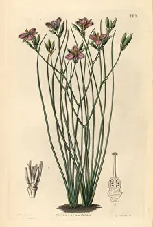 Slender Prints: Slender fringe-lily, Thysanotus tenuis