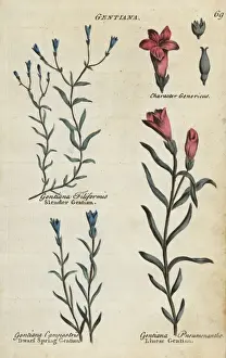Joshuahamilton Prints: Slender gentian, dwarf spring gentian and marsh gentian