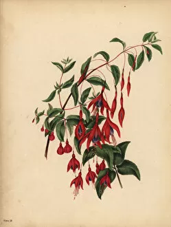 Fuchsia Collection: The slender and globose Fuchsia, Fuchsia magellanica, Taste
