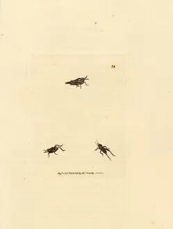 Subjects Gallery: Slender grasshopper, Tetrix subulata