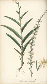 Bangladesh Prints: Slender habenaria orchid, Habenaria gracilis