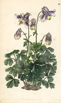 Columbine Prints: Slender-horned columbine, Aquilegia leptoceras