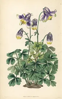 Slender-horned columbine, Aquilegia leptoceras