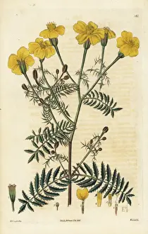 Tenuifolia Prints: Slender-leaved tagetes, Tagetes tenuifolia