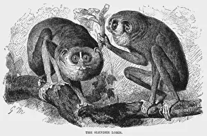 Slender Loris