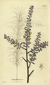 Weddell Prints: Slender palm lily, Cordyline stricta